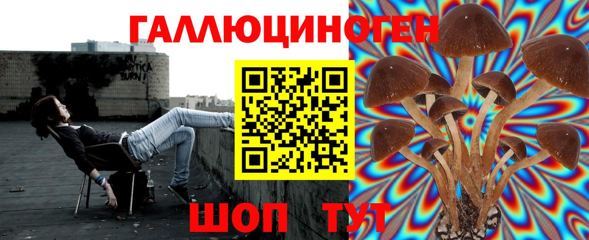 Галлюциногенные грибы Psilocybine cubensis Абинск